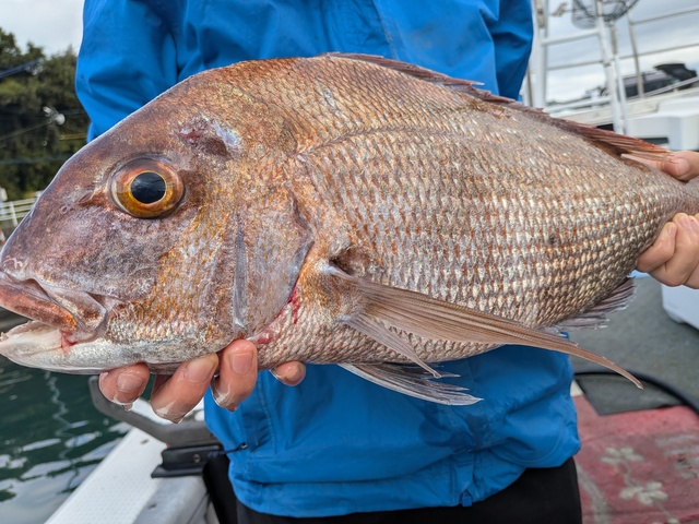 クリックで画像の拡大・縮小ができます 0001220